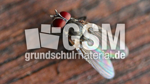 Stubenfliege (9).jpg